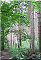 Pine Trees, Shirlett High Park, Shropshire