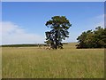 SU1046 : Pine, Larkhill Artillery Range by Andrew Smith