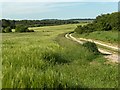 Barley, Bulford Camp