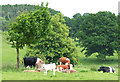 Cattle at Willey, Shropshire