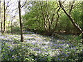 Bluebells off Wetshod Lane, Brighouse