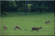 J4038 : Deer near Clough by Albert Bridge