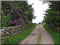 Rhododendrons outside Birkenhead farm