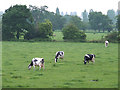 Grazing Dairy Cattle, near Wood Hayes, Staffordshire