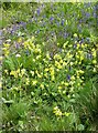 Cowslips and bugle