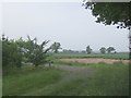 Corner of the potato field