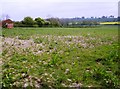 Field at Lawn Hill