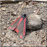 TQ0649 : Cinnabar Moth on the North Downs Way by Colin Smith
