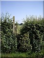 Overgrown Stile