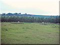 Remains of a Stone Circle