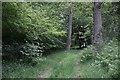 Wessex Ridgeway running through woodland