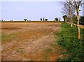 Ash trees and red earth