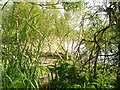 SJ3517 : Willows on the banks of the Severn by Penny Mayes