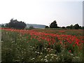 SK5581 : A field of poppies by margaret carter