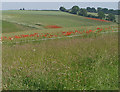 Rolling fields at Kingstone