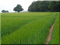 Farmland, Clatford Oakcuts