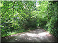 Footpath above Mickleham