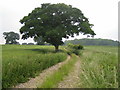 SU2930 : Oak tree near East Tytherley by Andy Gryce