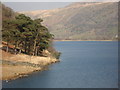 Clump of Scots Pine on the Shore of Llyn Gwynant