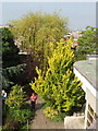 Trees of The Roof Gardens, Kensington