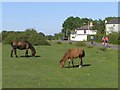 Ponies grazing at East End, New Forest