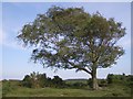 SZ3499 : Windswept silver birch tree, Beaulieu Heath, New Forest by Jim Champion