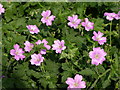 Flowers beside footpath