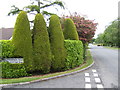 Topiary on Ballyhannon Road