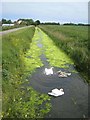 Swan and cygnets, Harpsbridge Lane