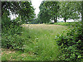 Field of tall grass, Gorsley