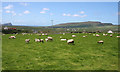 Q4109 : Sheep pasture with a view to Ballydavid Head by Espresso Addict