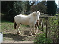 Horse and foal at Mathon Lodge