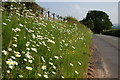 Moon Daisies