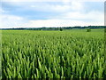 Field of wheat