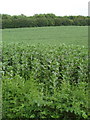 Field of broad beans