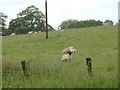 NY0894 : Sheep in a field by Darrin Antrobus