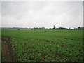 Lodge Farm land towards Manor Wood