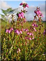 SU3605 : Bell heather (Erica cinerea) on dry heath, New Forest by Jim Champion