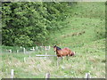 NJ4515 : Horses in the Kildrummy pass by Stanley Howe