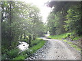 Forestry road along the bank of Afon Trystion