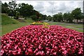 Flower beds, Scarva