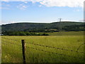 Lovely wildflower meadow