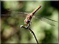 Common Darter in the woods at Woodhall Spa