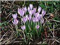 TF2257 : Spring Crocus near Coningsby Church by Dave Hitchborne