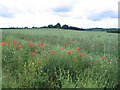 Poppies and oilseed rape