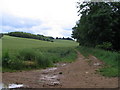 SP4241 : Wheat, copse and streamside track by E Gammie