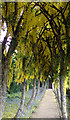 Laburnum Arch at Cawdor Castle