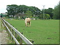 Horse Enclosure at Burnend