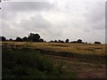 Field with crows (rooks) near Syleham Hall