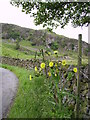 Sow Thistle, Dale Bottom